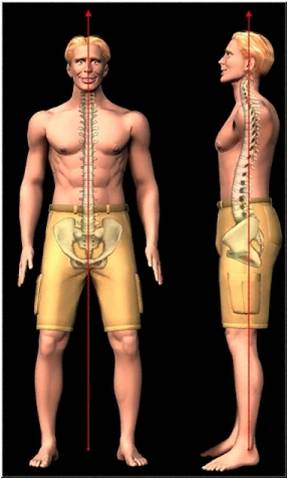 Normal Posture and Spine Alignment