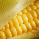 What Foods Are Genetically Modified?