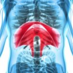 The Diaphragm’s Role For a Healthy Spine and Body